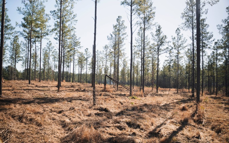 Tree and brush removal service clearing wooded lot in Chattanooga TN